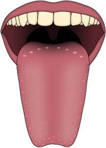 Human_tongue_taste_papillae.svg