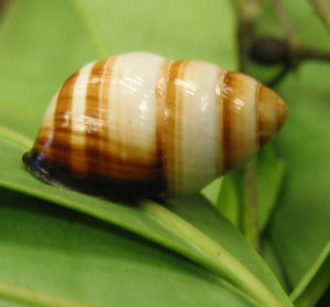 "Achatinella bulimoides" by Army Environmental Update is licensed under CC BY 2.0