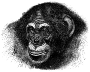 Chimpanzee Head Sketch