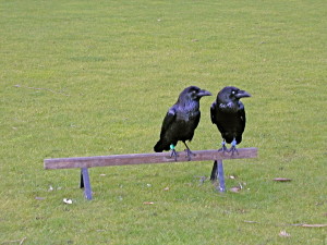Common Ravens on the grounds of the Tower of London.