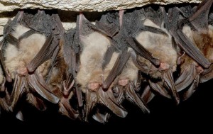 Hibernating Virginia Big Eared Bats In A Cave