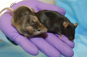 A laboratory mouse in which a gene affecting hair growth has been knocked out (left), is shown next to a normal lab mouse.