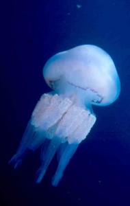 Mediterranean Jellyfish In Mar Menor, Cartagena (Spain)