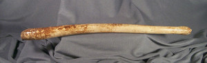 Walrus Baculum, approximately 22 inches long