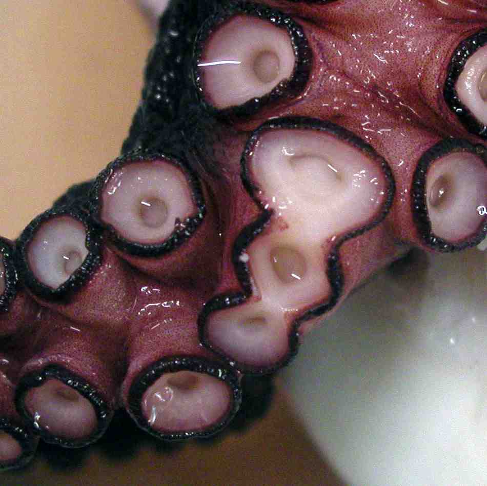Deformed Octopus