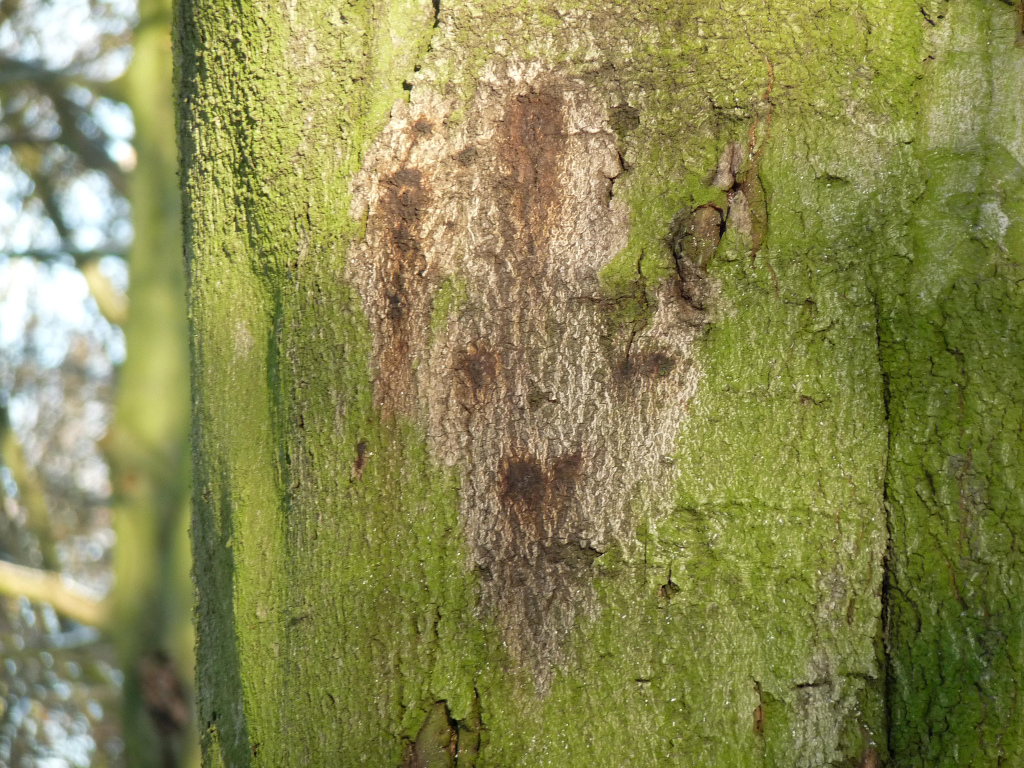 Face On A Tree