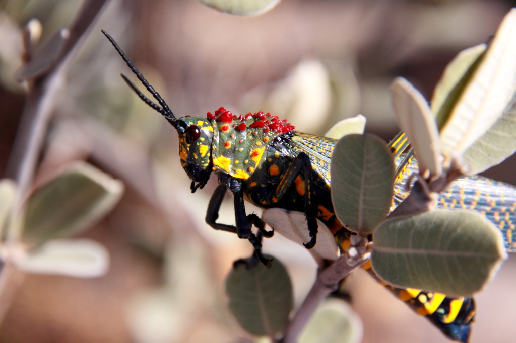 Madagascar Grasshopper