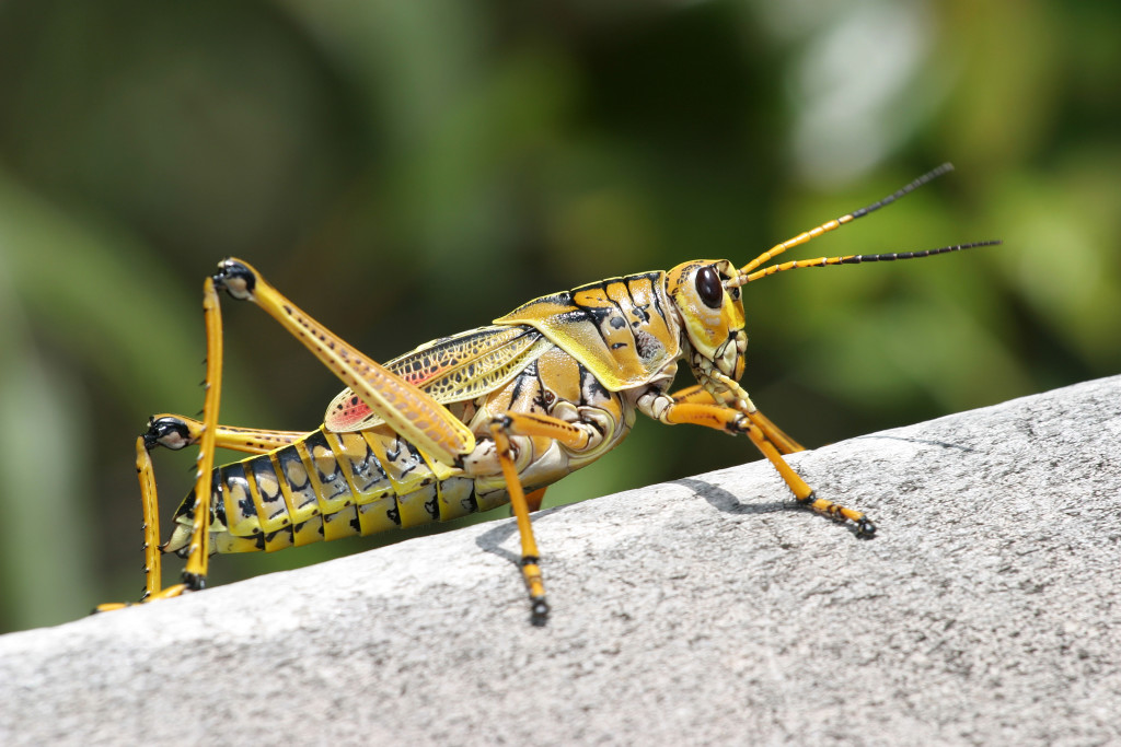 Edible Grasshopper