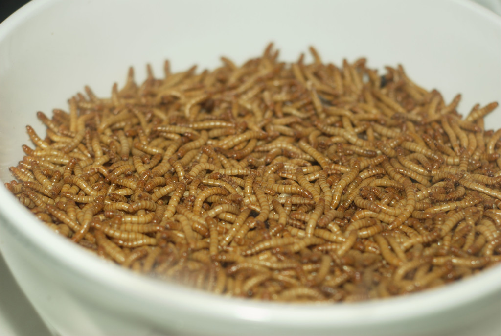 Insects You Can Eat