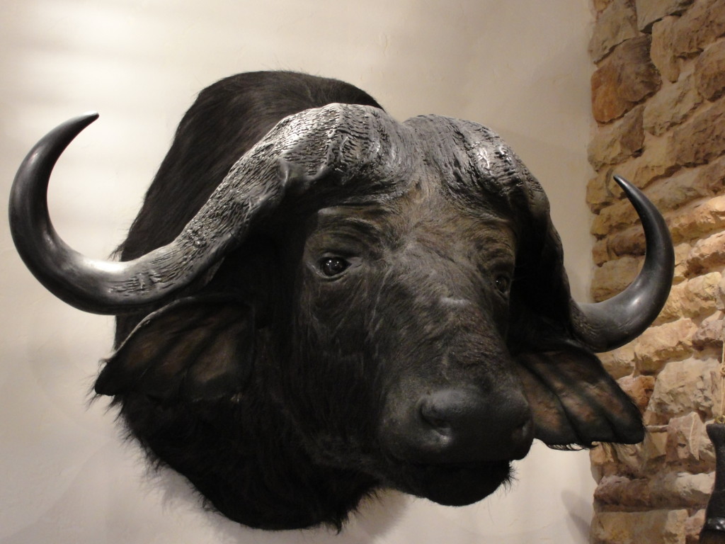 Taxidermy Buffalo Head