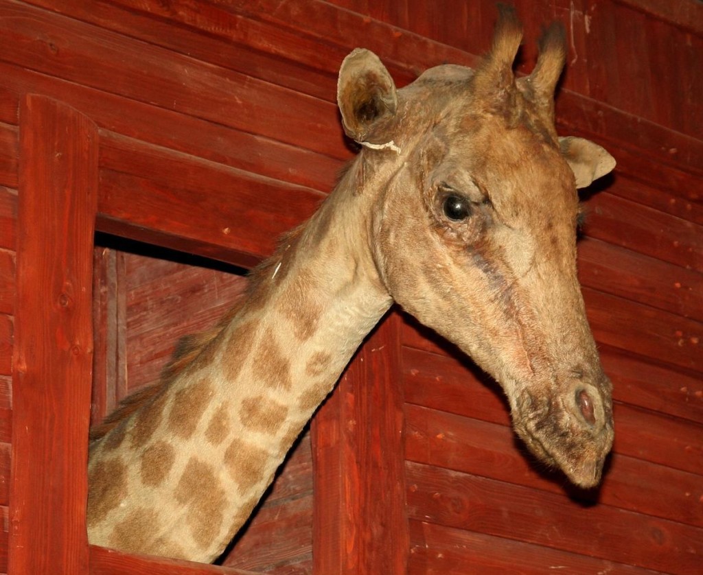 giraffe taxidermy