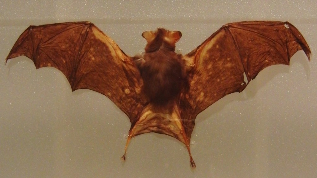 bat taxidermy 