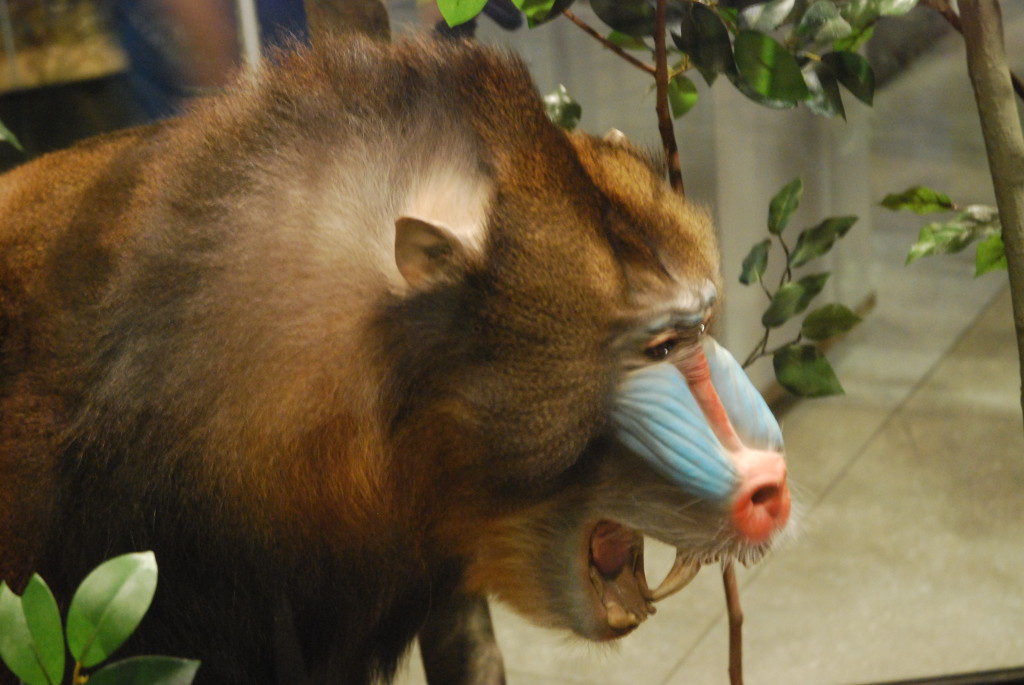 primate taxidermy 