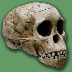Taung skull