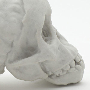 3D print of Taung skull