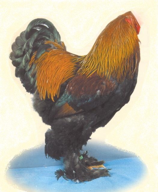 Mike The Headless Chicken - OdditiesBizarre.com