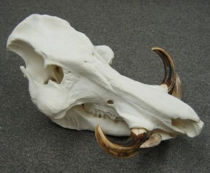 Giant forrest hog skull