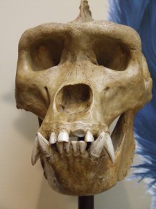 Western gorilla skull