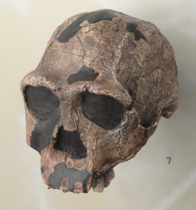 skull of a homo erectus 