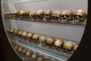 skulls on display at a museum