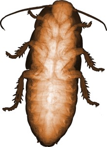 large cockroach