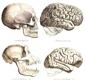 man and chip skull and brain