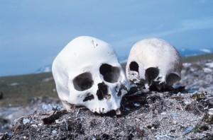 Skulls Washed Up On The Beach On The Punuk Islands