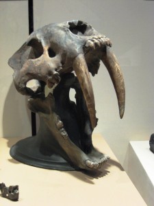 saber-toothed tiger skull