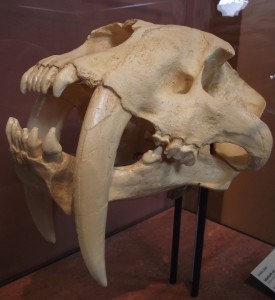 skull cast of Smilodon Fatalis