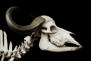 African Buffalo Skull