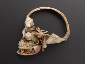 wax anatomical model of female skull