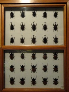 framed insects