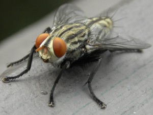 grey fly 
