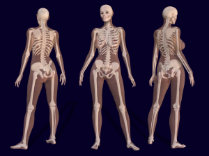 3d female skeleton