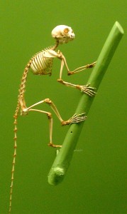 small primate skeleton at museum