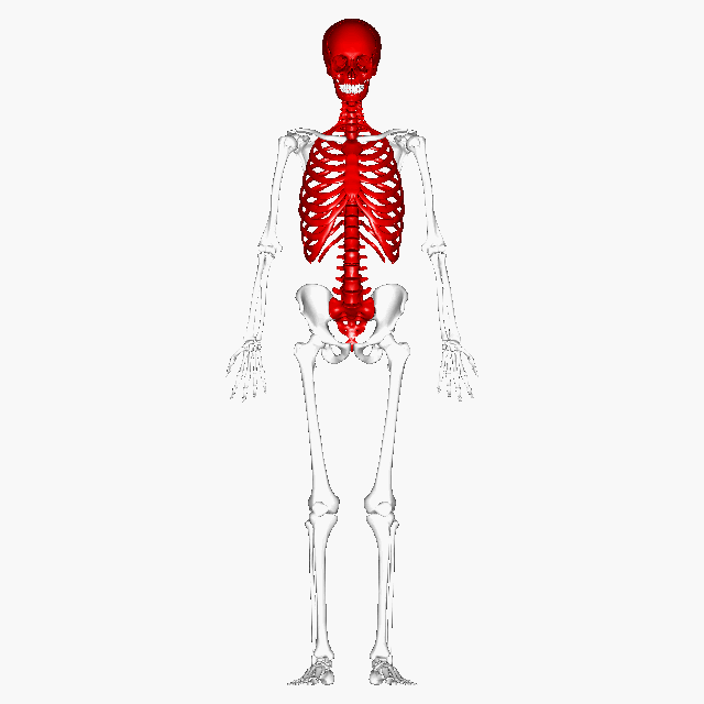 human skeleton GIF