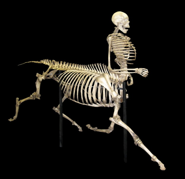 Pictures Of Skeletons