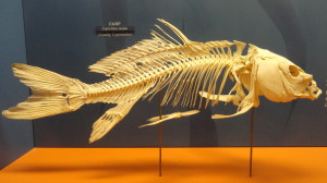 Cyprinus Carpio skeleton