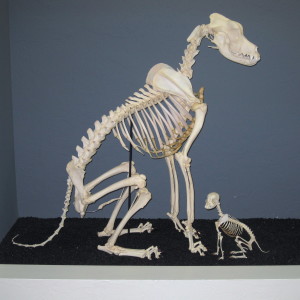 Great Dane and chihuahua skeletons