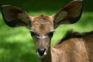 young kudu with enormous ears