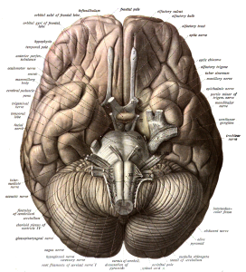 view of the human brain