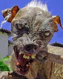 the ugliest dog in the world