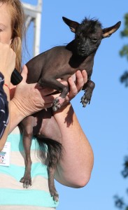contestant from the 2013 World's Ugliest Dog Contest