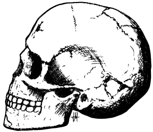 skull of 11-year-old boy