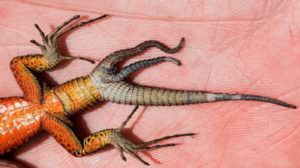 lizard with three tails