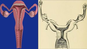 one uterus vs two uteruses