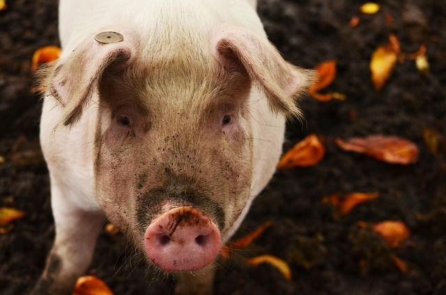 pigs are smarter than you think