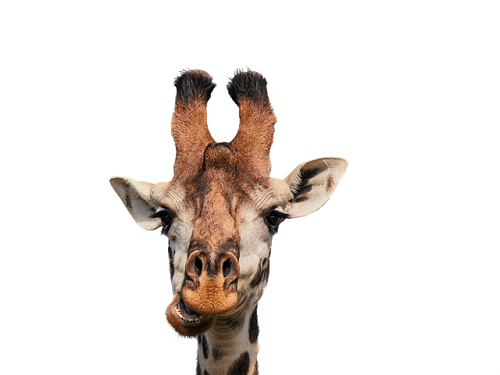 giraffes have a black tongue