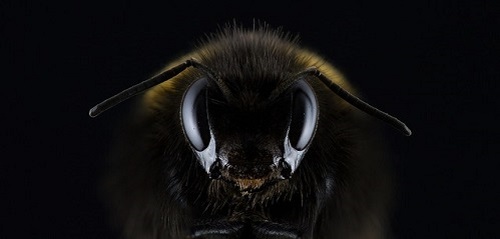 weird characteristics of the honeybee