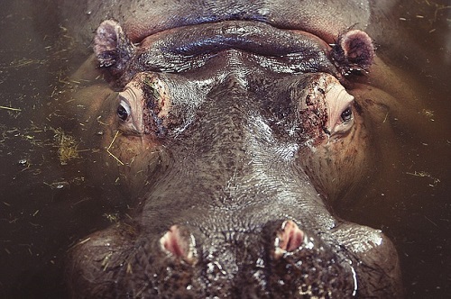 weird facts about the Hippopotamus